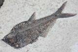 Wide Green River Fossil Fish Mural - Authentic Fossils #104585-3